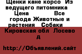 Щенки кане корсо! Из ведущего питомника! › Цена ­ 60 000 - Все города Животные и растения » Собаки   . Кировская обл.,Лосево д.